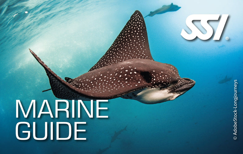 Laden Sie das Bild in Galerie -Viewer, SSI Brevet Karte