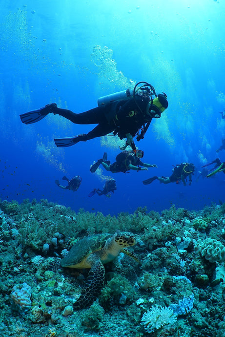 Unsere Tauchreisen 2026